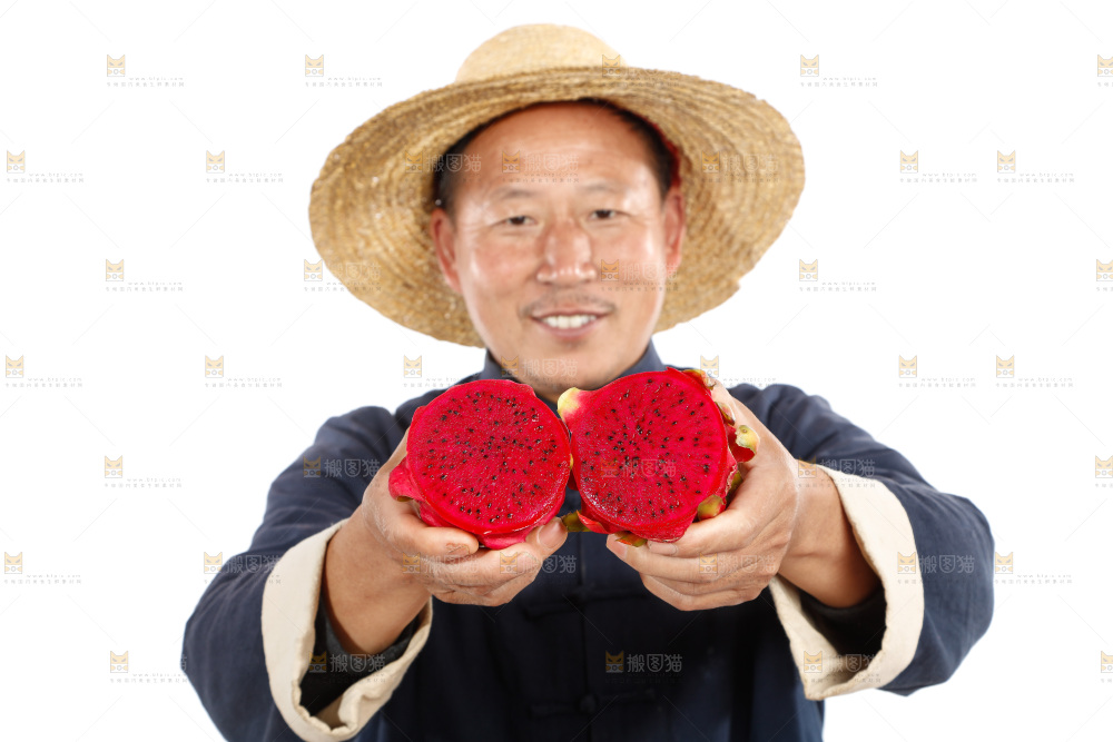 农民手里拿着红心火龙果