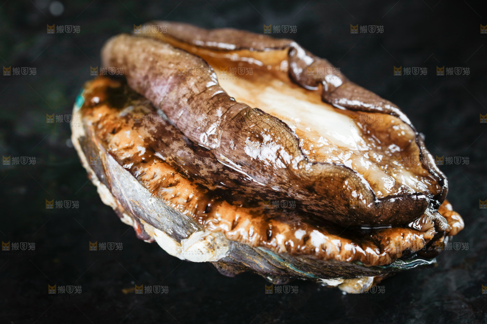 黑石板上的东山岛鲍鱼