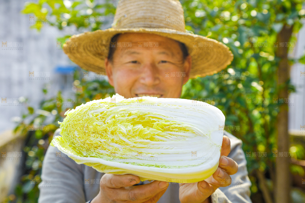 农民手拿大白菜