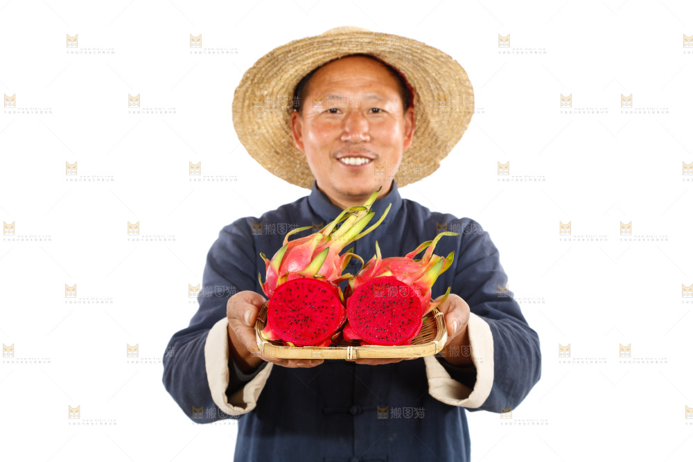 农民手里拿着红心火龙果