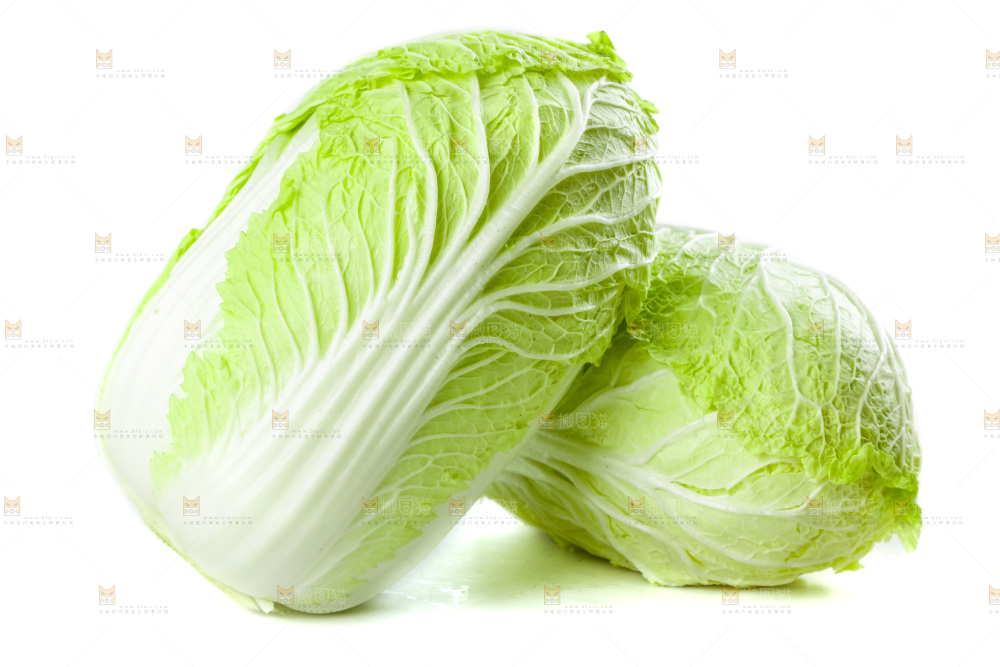 白底上的新鲜大白菜