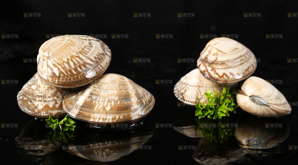 黑底上的蛤砺