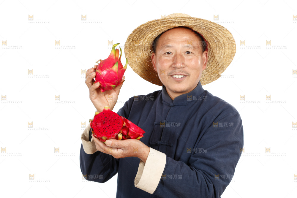 农民手里拿着红心火龙果