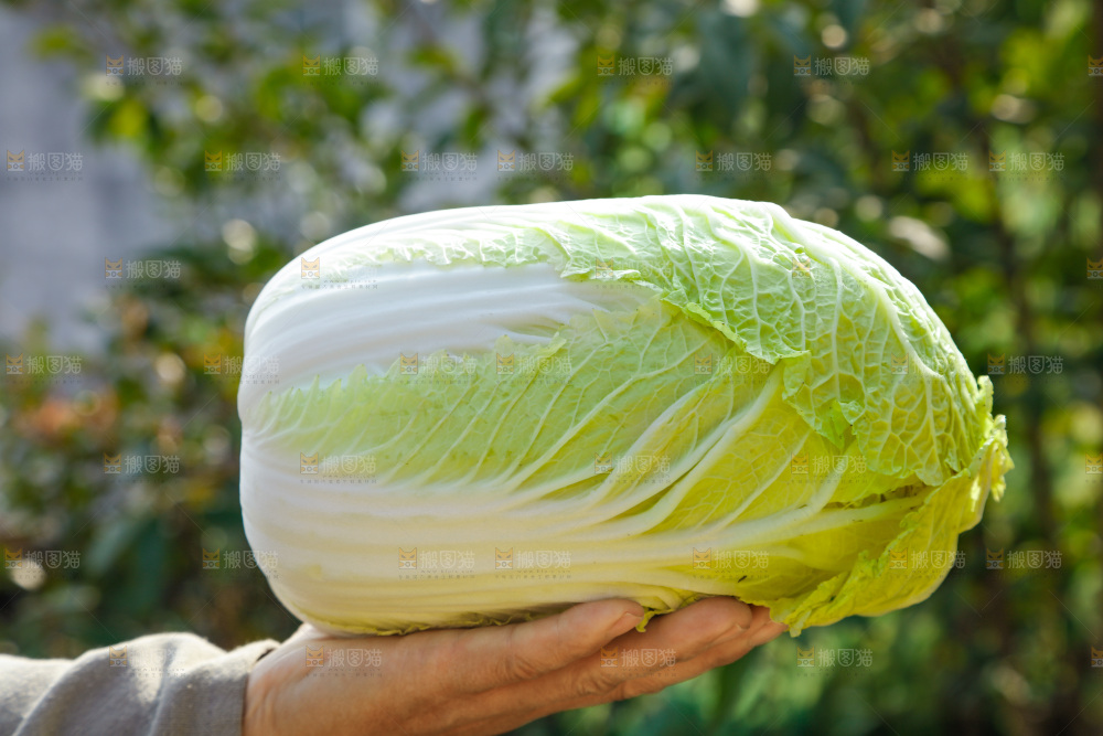 农民手拿黄心大白菜
