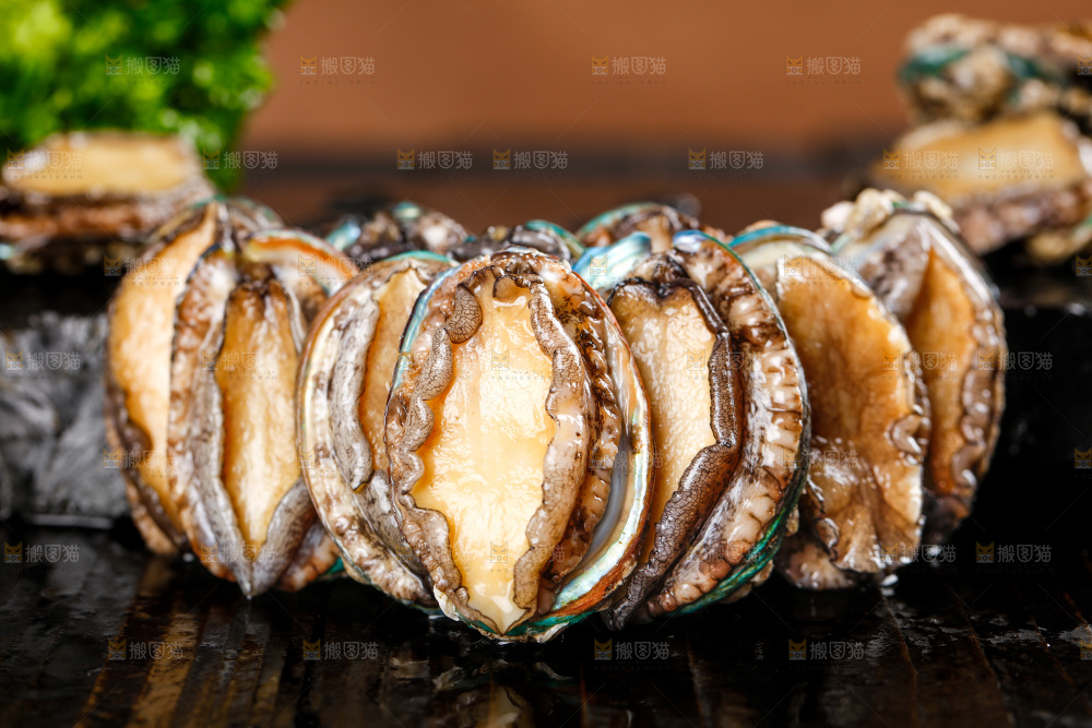 黑石板上的东山岛鲍鱼