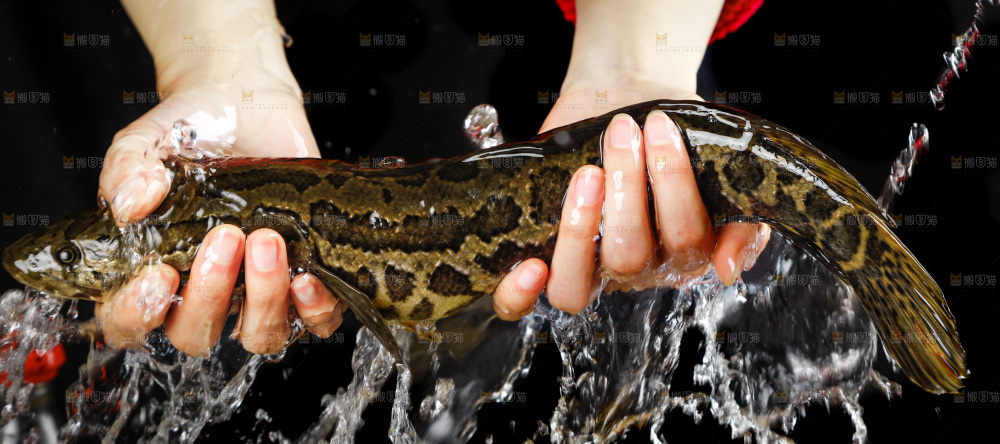 手拿鲜活乌鱼