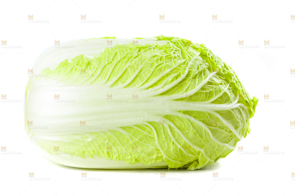 白底上的新鲜大白菜