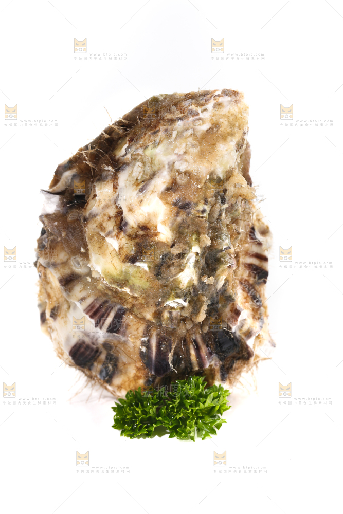 白底上的生蚝