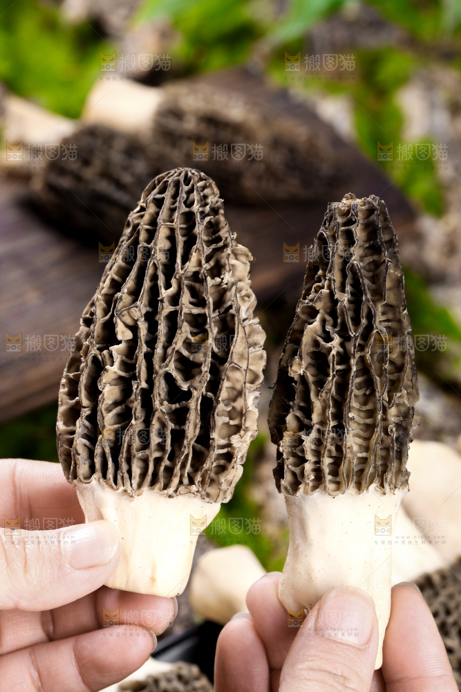 手里拿着羊肚菇