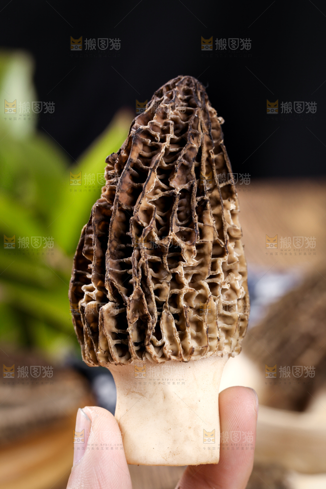 手里拿着羊肚菇