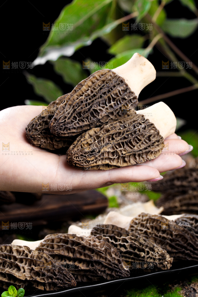 手里拿着羊肚菇