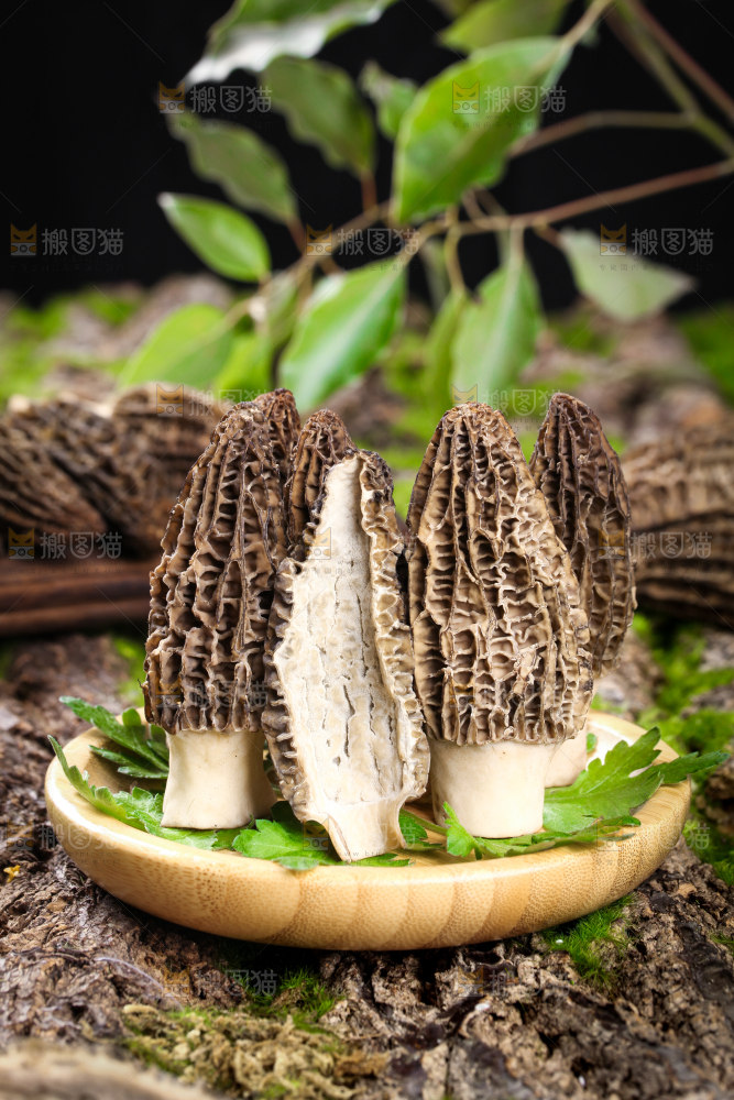 盘子里装着羊肚菌