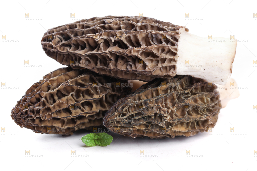 白底上摆放着羊肚菌