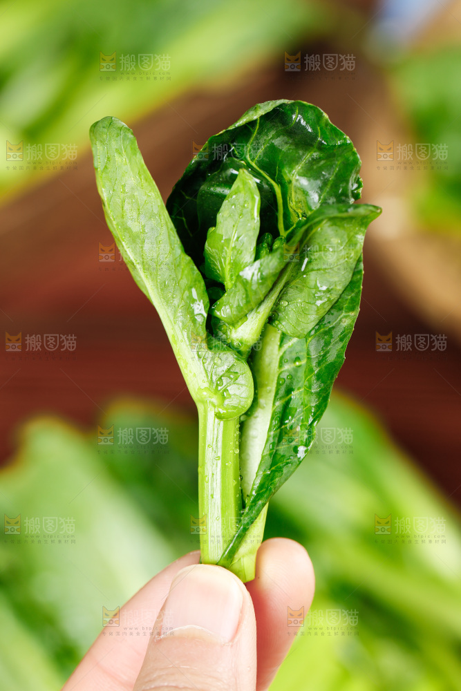 手里拿着广东菜心