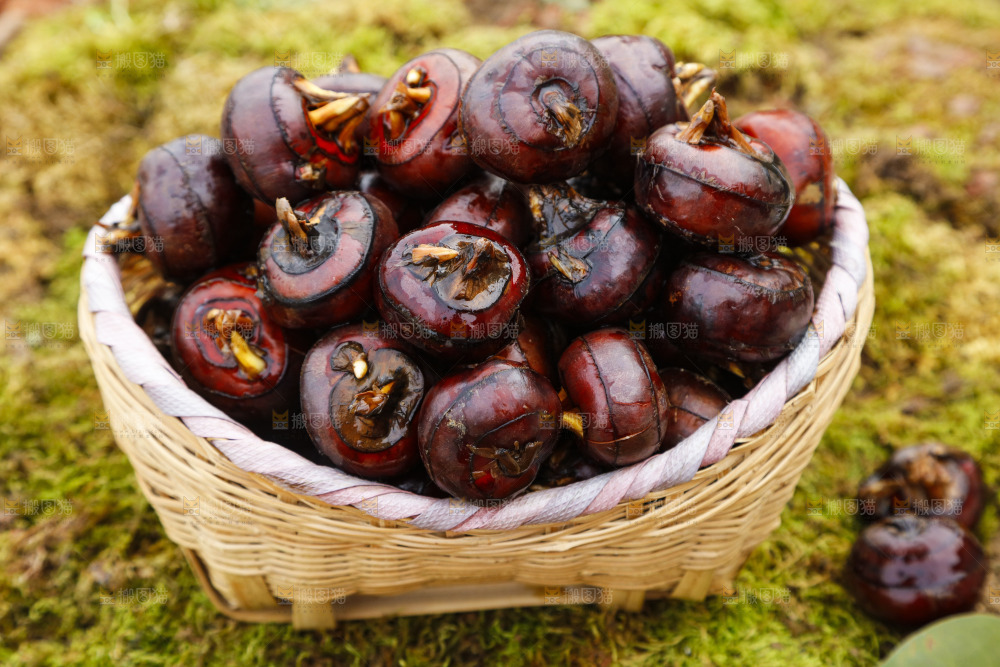 篮子里装着广西马蹄