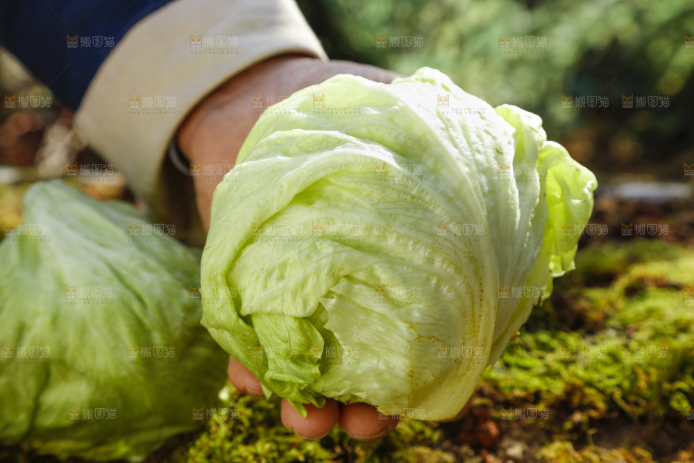 手里拿着球生菜