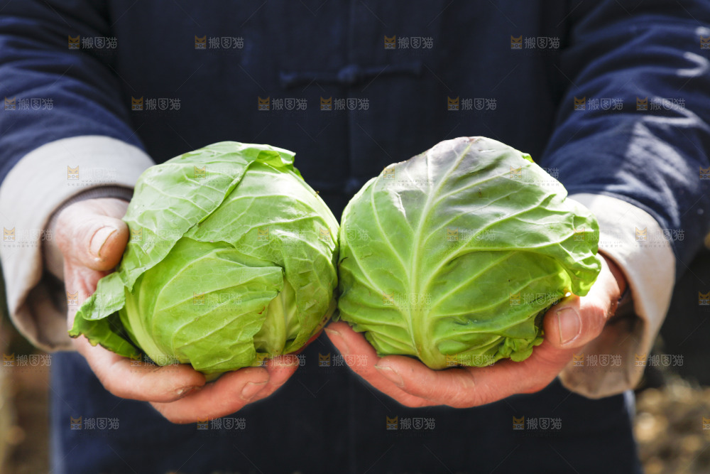 手里拿着包菜