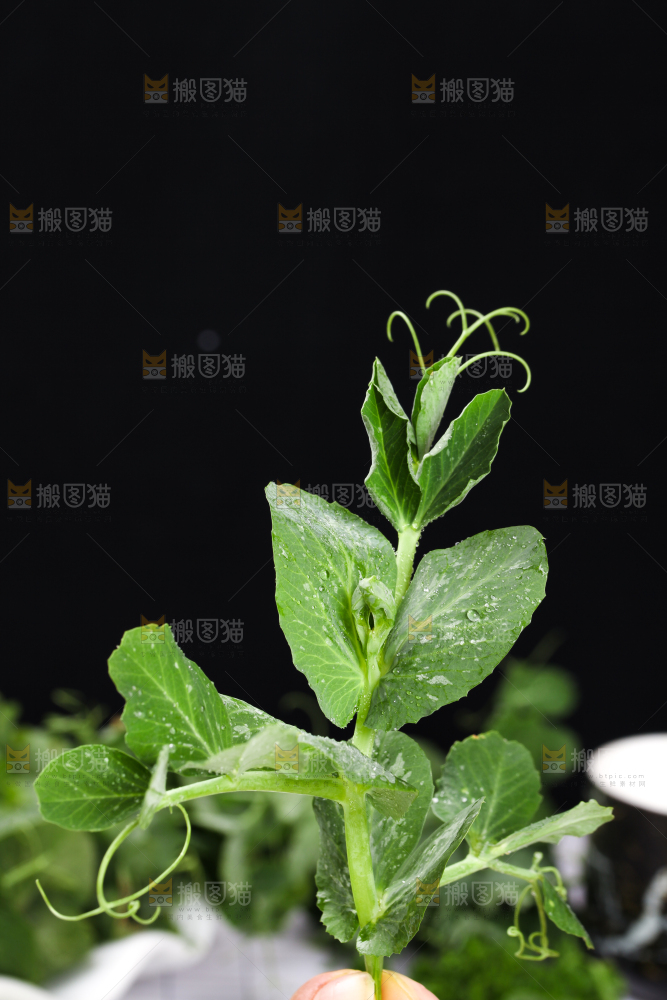 木板上放着农家豌豆尖