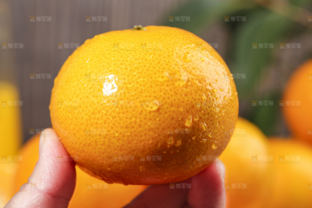 手拿皇帝柑