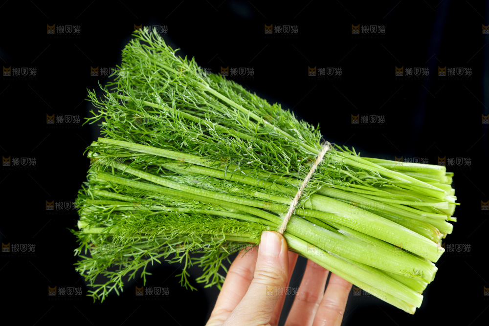 手里拿着小茴香