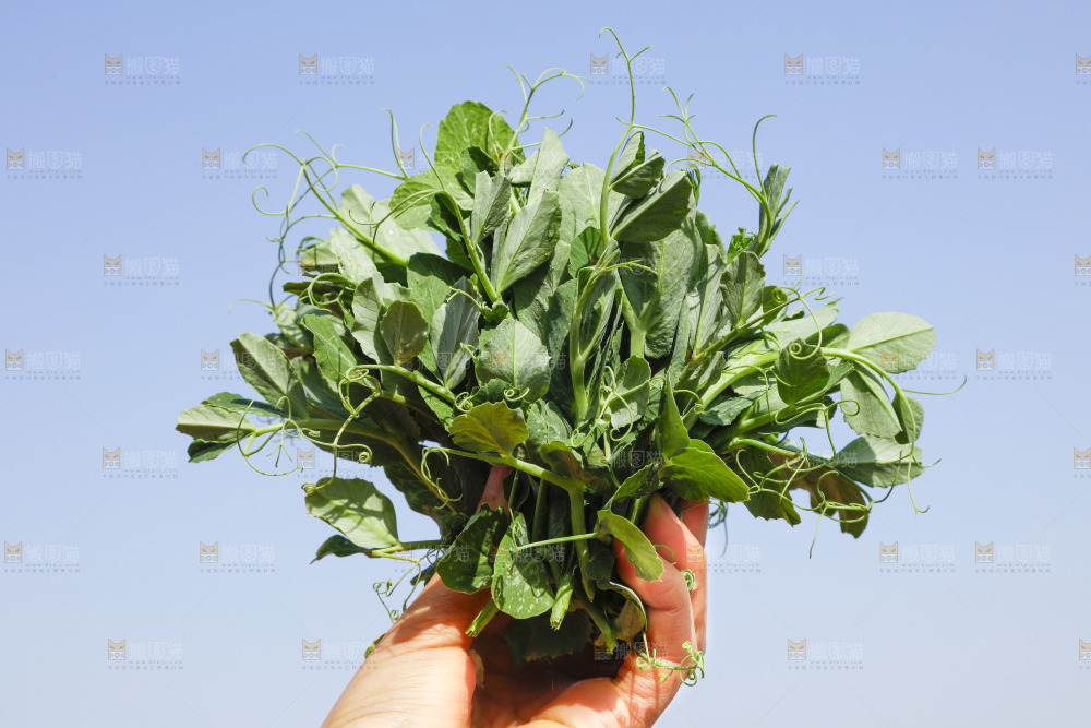 手里拿着豌豆苗