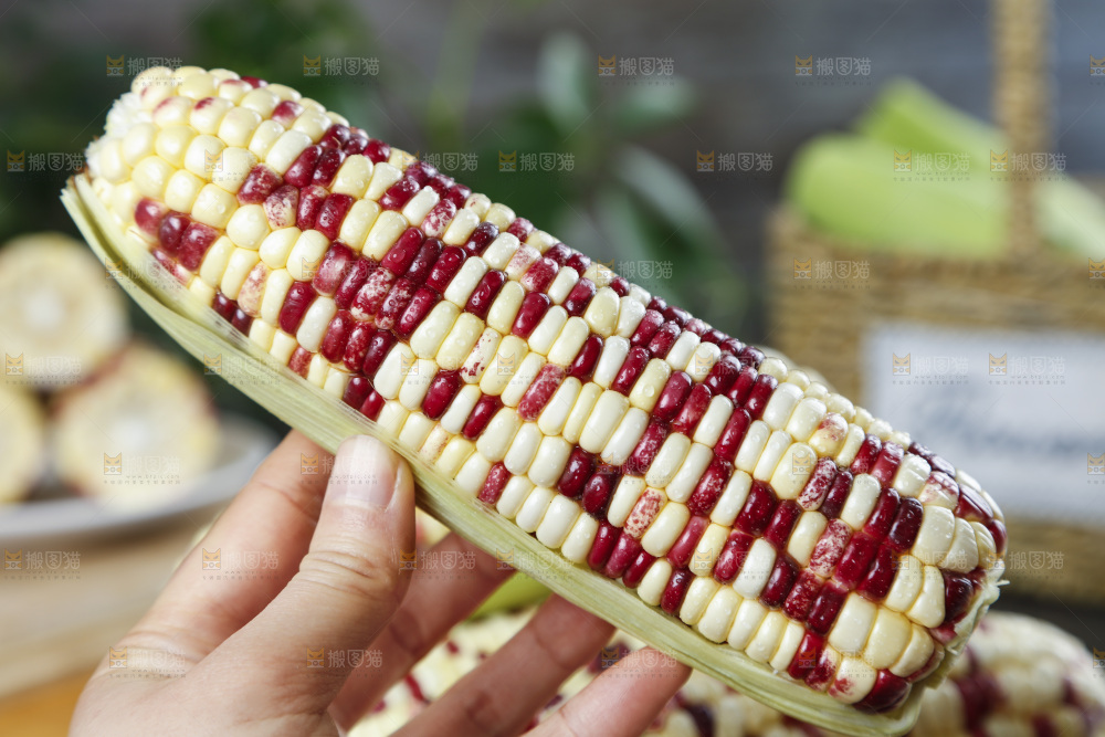 手拿花糯玉米