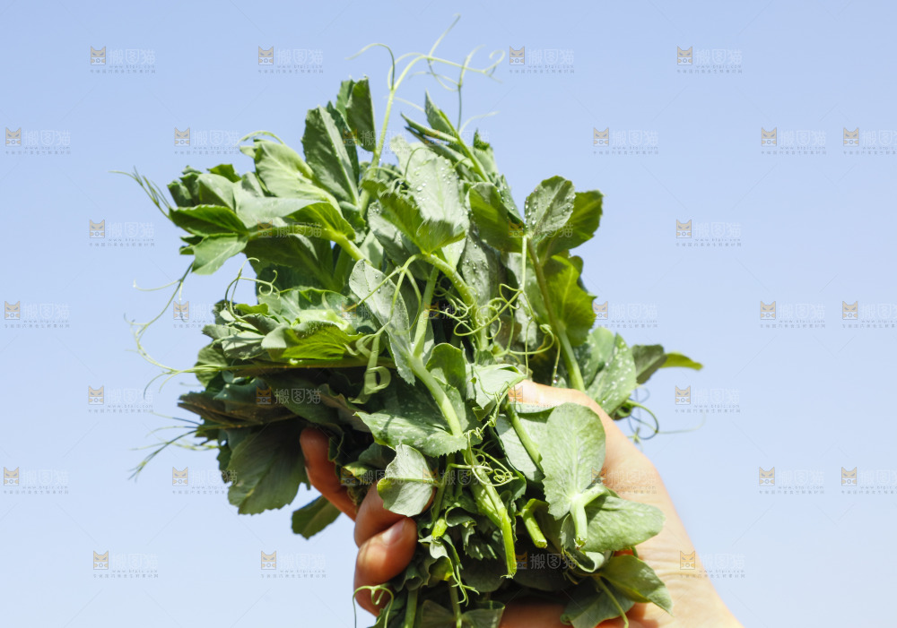 手里拿着豌豆苗