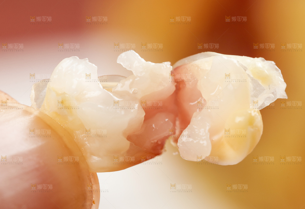 手拿掰开的熟花糯玉米粒