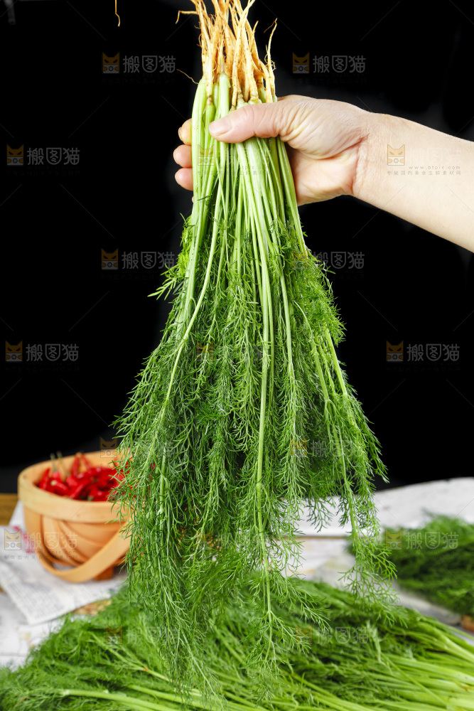 手里拿着小茴香