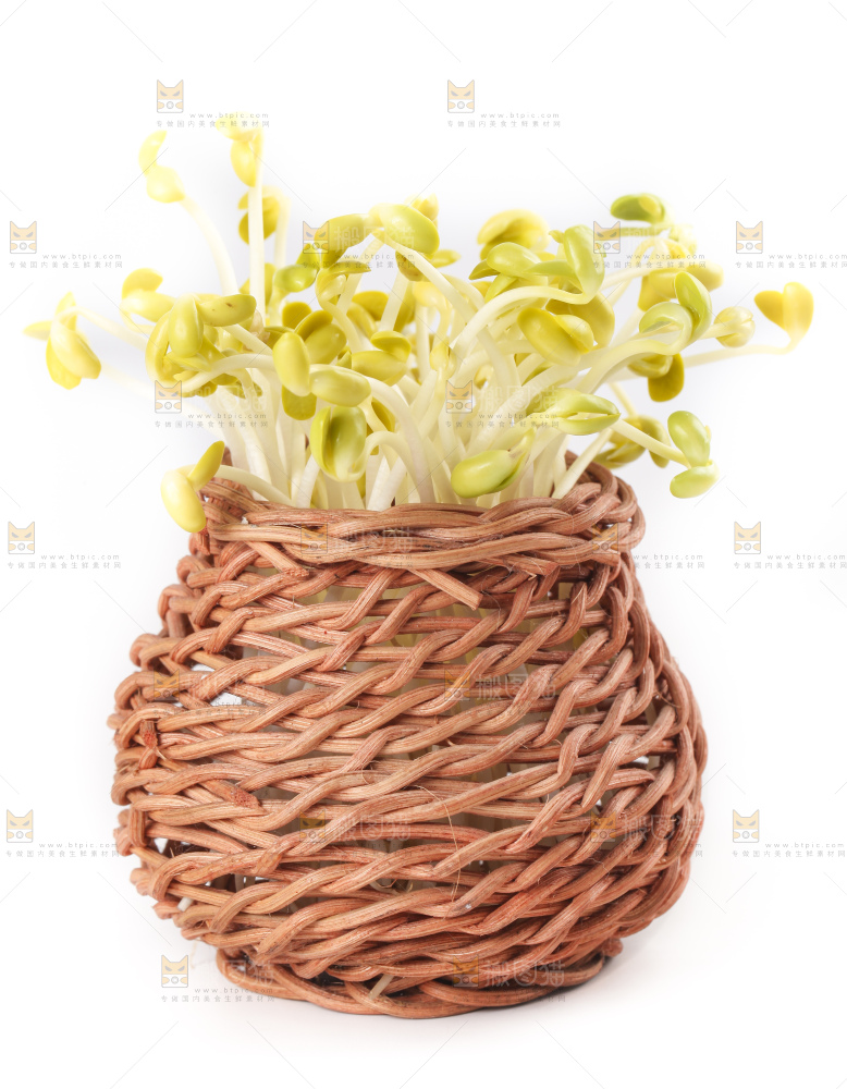 白底上的豆芽