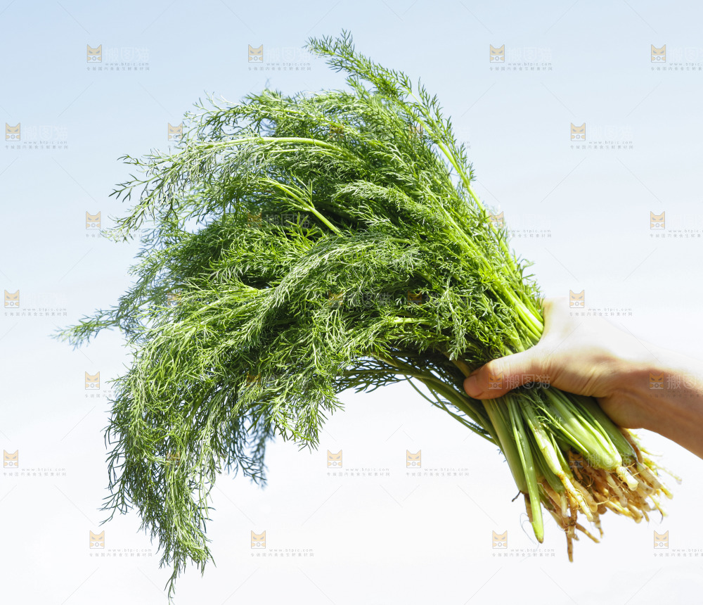 手里拿着小茴香