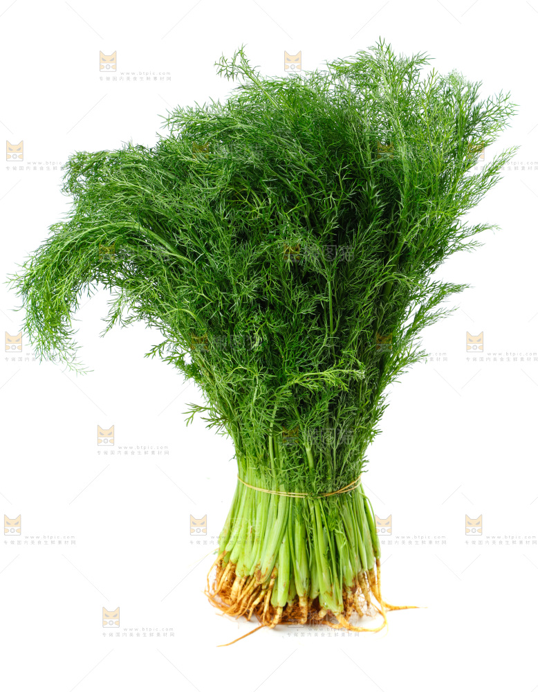 浅底上的茴香菜