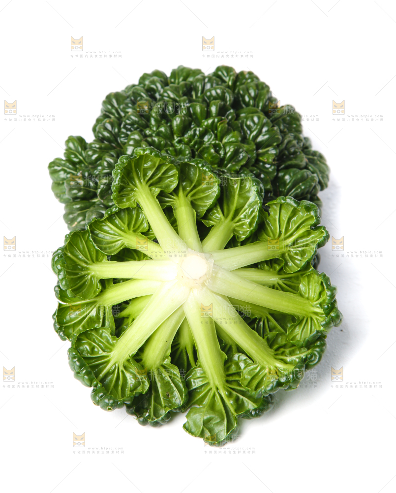 白底上的菊花菜