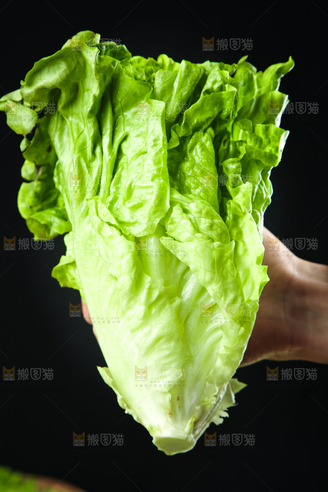 手里拿着生菜