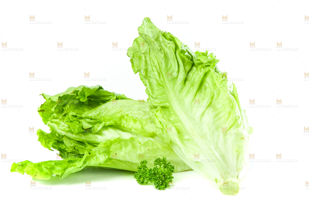 白底上的生菜