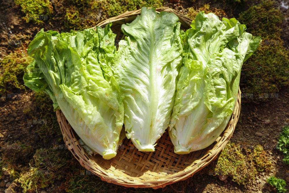 篮子里的奶油生菜