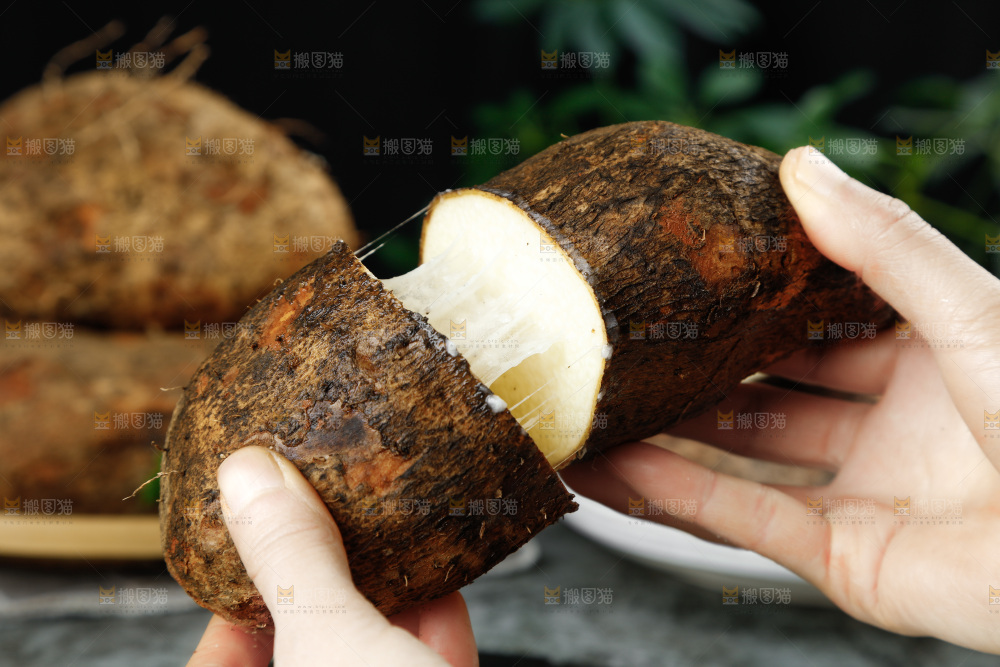 黑底上的金秤砣山药