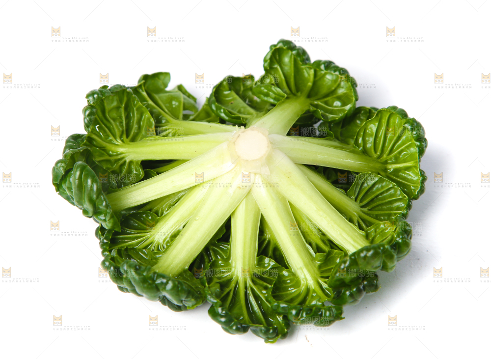 白底上的菊花菜