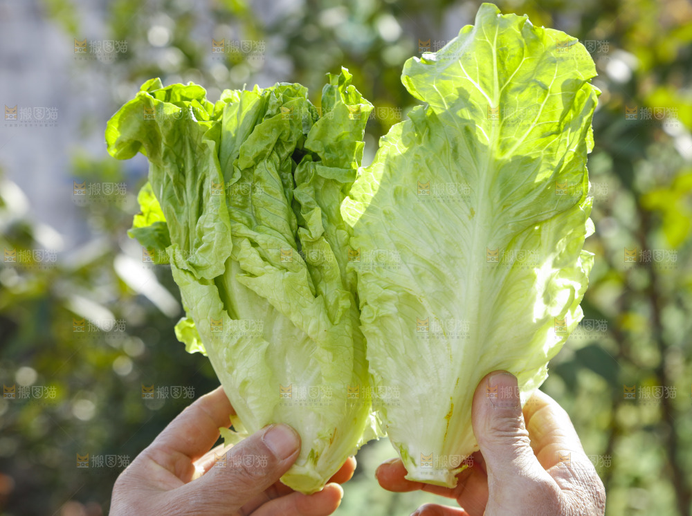 手里拿着新鲜生菜