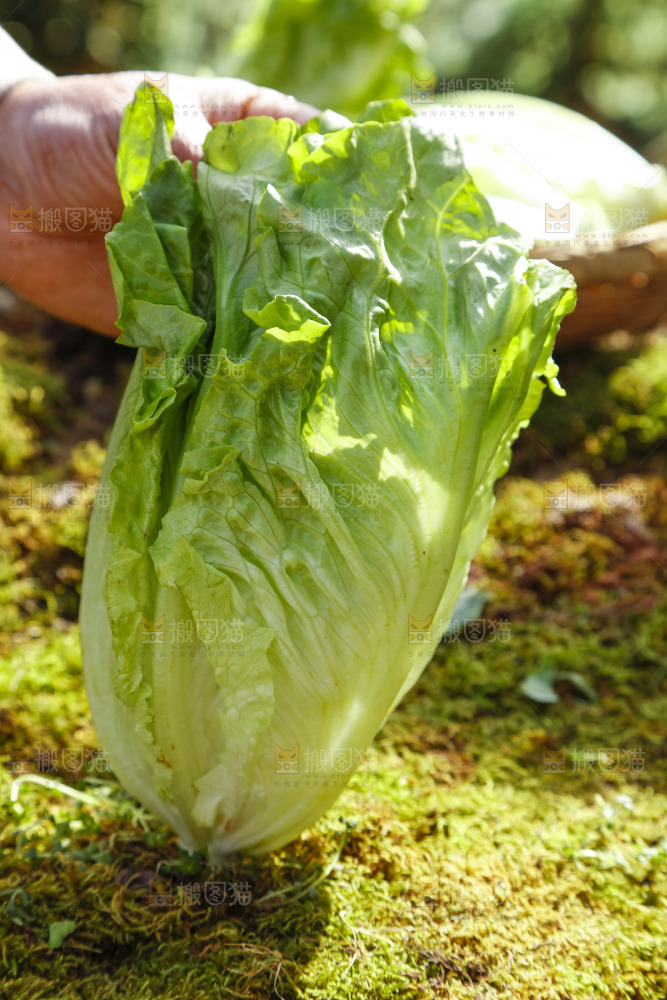 草地上放着大叶生菜