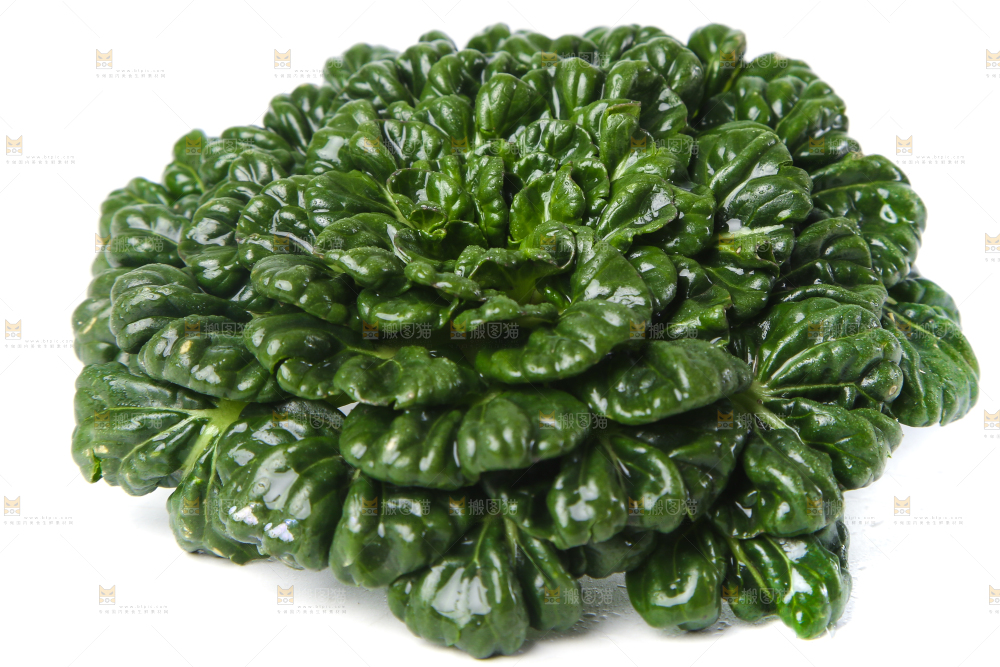 白底上的菊花菜