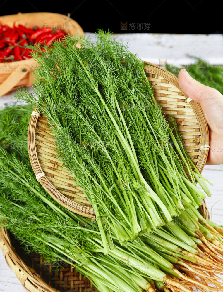 篮子里装着新鲜茴香菜