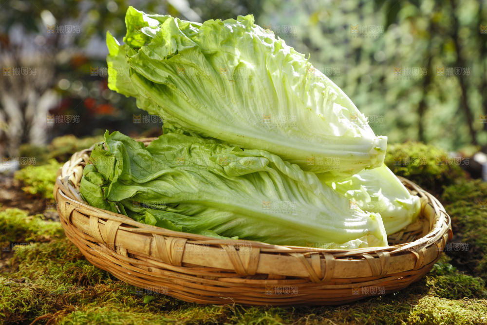 篮子里的奶油生菜