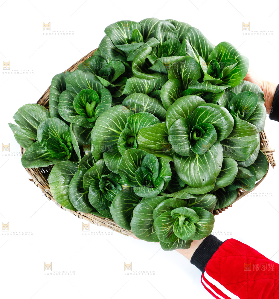 白底上的绿叶菜