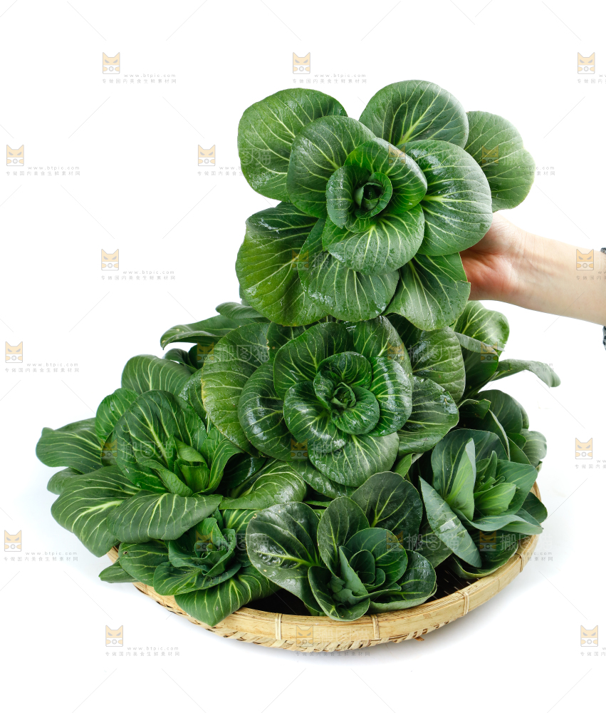 白底上的绿叶菜