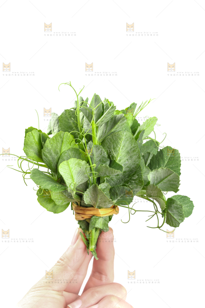 白底上摆放着新鲜豌豆苗