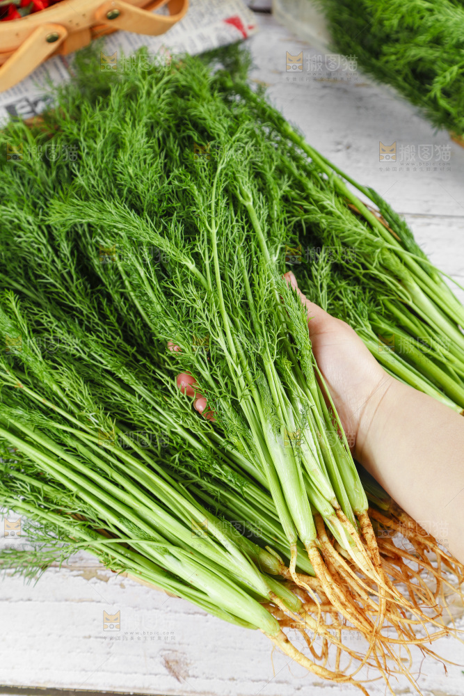 手里拿着小茴香