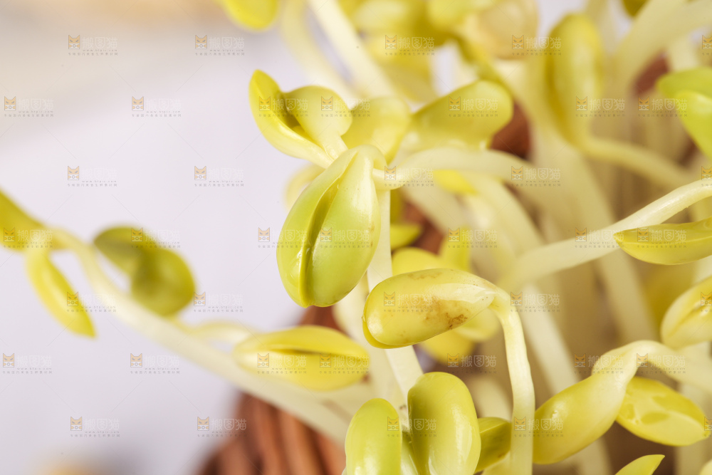 篮子里装着豆芽