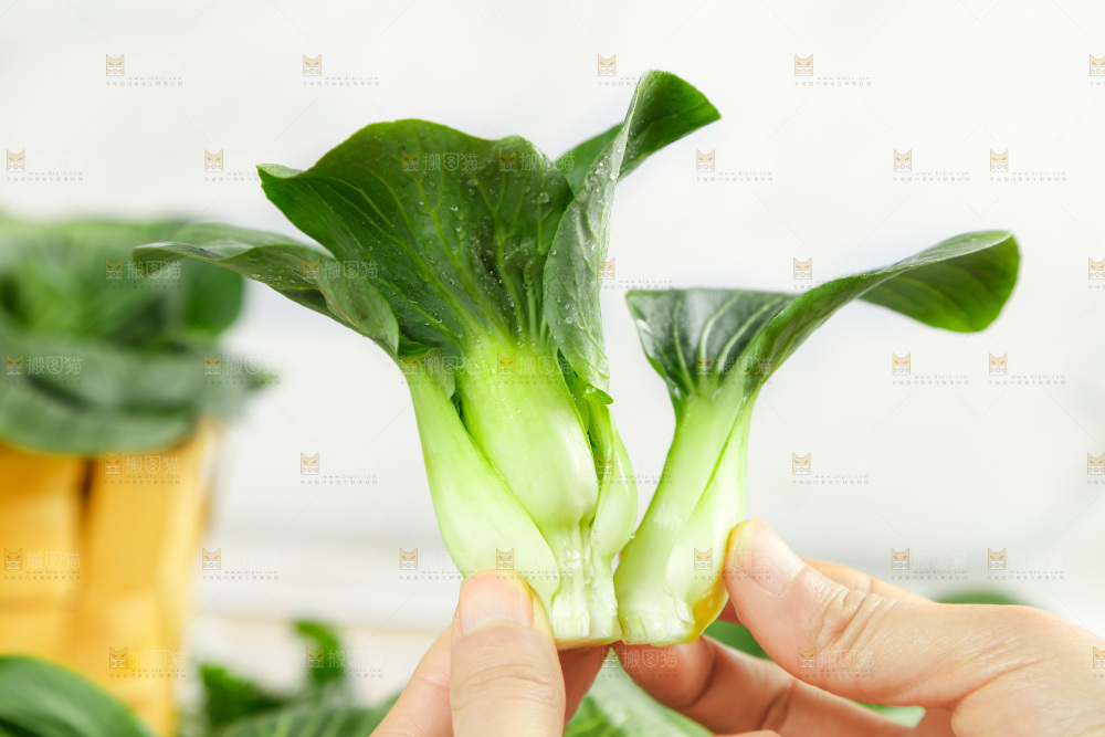 手里拿着新鲜青菜