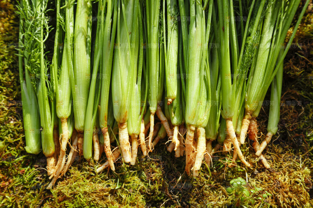 土地上放着茴香菜